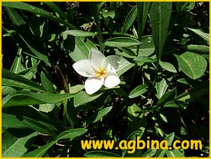    ( Vinca rosea / Catharanthus roseus )