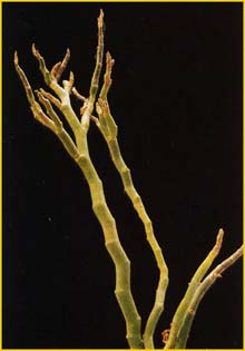   ( Pedilanthus tithymaloides )