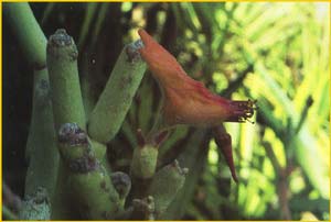    ( Pedilanthus macrocarpus )