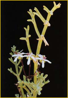  ( Pelargonium ceratophyllum )