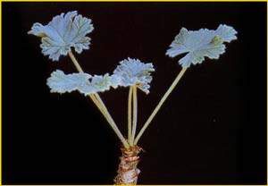   ( Pelargonium cortusifolium )