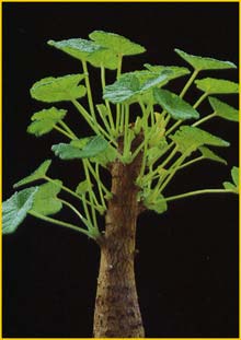   ( Pelargonium cotyledonis )