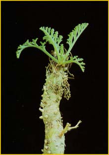   ( Pelargonium crithmifolium )