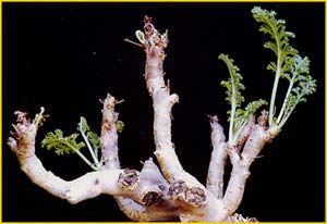   ( Pelargonium dasyphyllum )