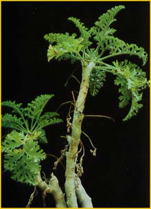   ( Pelargonium ferulaceum )