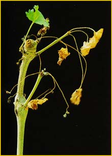   ( Pelargonium gibbosum )