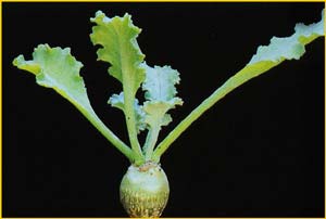  ( Pelargonium klinghardtense )