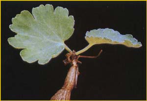   ( Pelargonium lobatum )