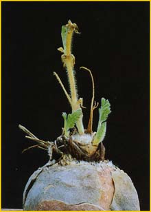   ( Pelargonium rapaceum )