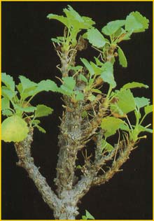   ( Pelargonium  xerophyton )
