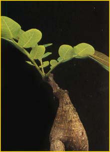   ( Phyllanthus mirabilis )