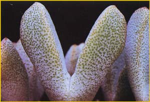   .   ( Pleiospilos compactus ssp. canus )