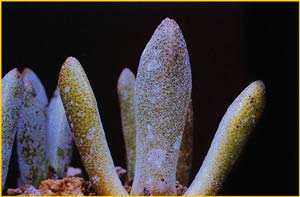   .   ( Pleiospilos compactus ssp. minor )