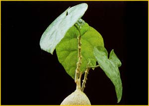    ( Pyrenacantha malvifolia )