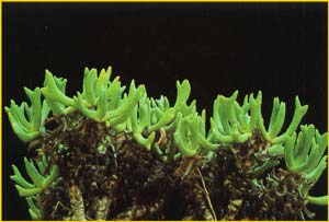    (Rhombophyllum neelii)