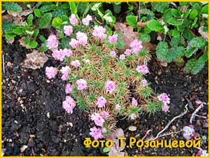    ( Armeria caespitosa / juniperifolia  )