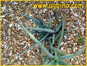  ( Aloe isaloensis ) 