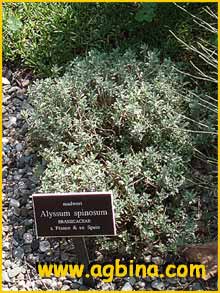   ( Alyssum spinosum )