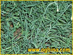   .  .  ( Allium senescens ssp. montanum var. glabrum)