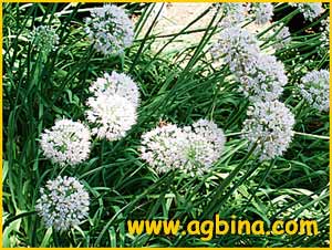   ( Allium stipitatum )