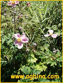    ( Anemone tomentosa robustissima ) 