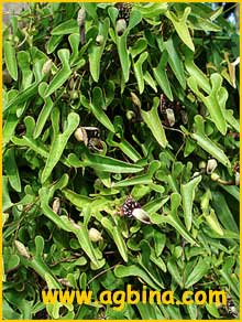   ( Aristolochia passifloraefolia )
