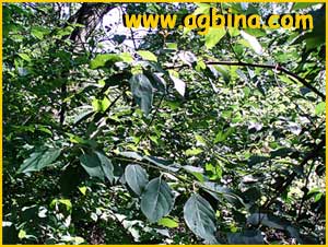   ( Aronia arbutifolia )