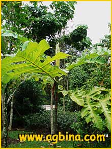   ( Artocarpus scortechinii)