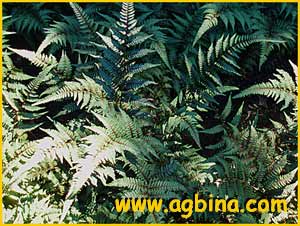   .  ( Athyrium nipponicum var. pictum )