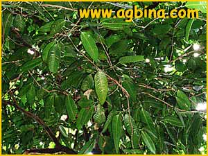   ( Bouea burmanica / macrophylla )