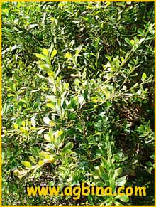    ( Bourreria cassinifolia )