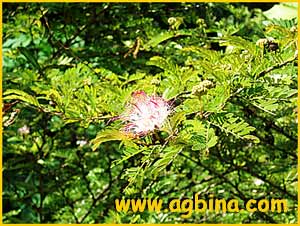   ( Calliandra surinamensis )
