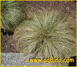   ( Carex albula )