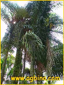    ( Chrysalidocarpus madagascariensis )