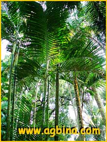  ( Chrysalidocarpus cabadae )