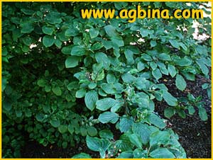   ( Cornus alternifolia )