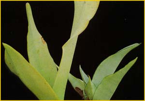   ( Sansevieria raffilii var. glauca )