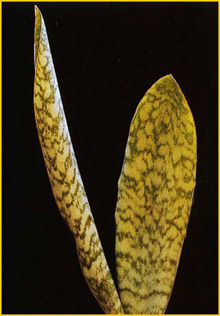   ( Sansevieria thyrsifolia )