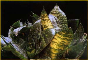    ( Sansevieria trifasciata var. hahnii )