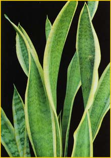    ( Sansevieria trifasciata  var. laurentii )