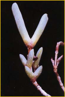   ( Leipoldtia pauciflora )