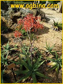   ( Aloe ammophila )