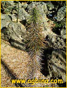   ( Didierea madagascarensis )