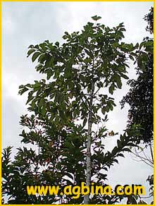   ( Dipterocarpus chartaceus )