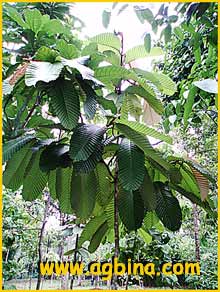   ( Dipterocarpus cornutus )