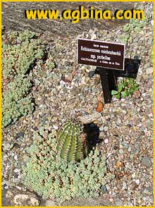   .  ( Echinocereus reichenbachii ssp. perbellus )