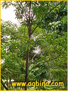  ( Elaeocarpus mastersii )