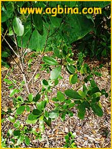   ( Erithalis angustifolia / elliptica / fruticosa / inodora / odorata / parviflora / revoluta )
