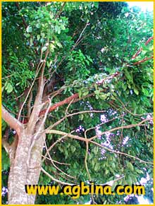   ( Euclinia longiflora )