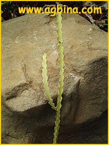  ( Euphorbia lacei )